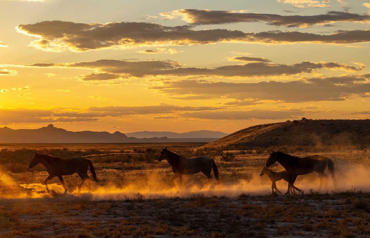 Wild Horses at Sunset in the Utah Desert in Autumn