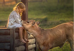 Cute little girl with a funny calf in the country in Russia during the sunset. Image with selective focus and toning
