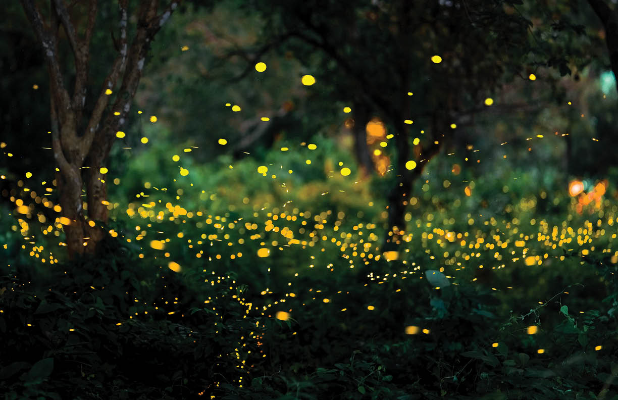 Firefly flying in the forest. Firefly lights in the night like a fairy tale. Fireflies in the bush at night in Prachinburi Thailand. Light from fireflies at night in the forest, Long exposure photo.8ค
