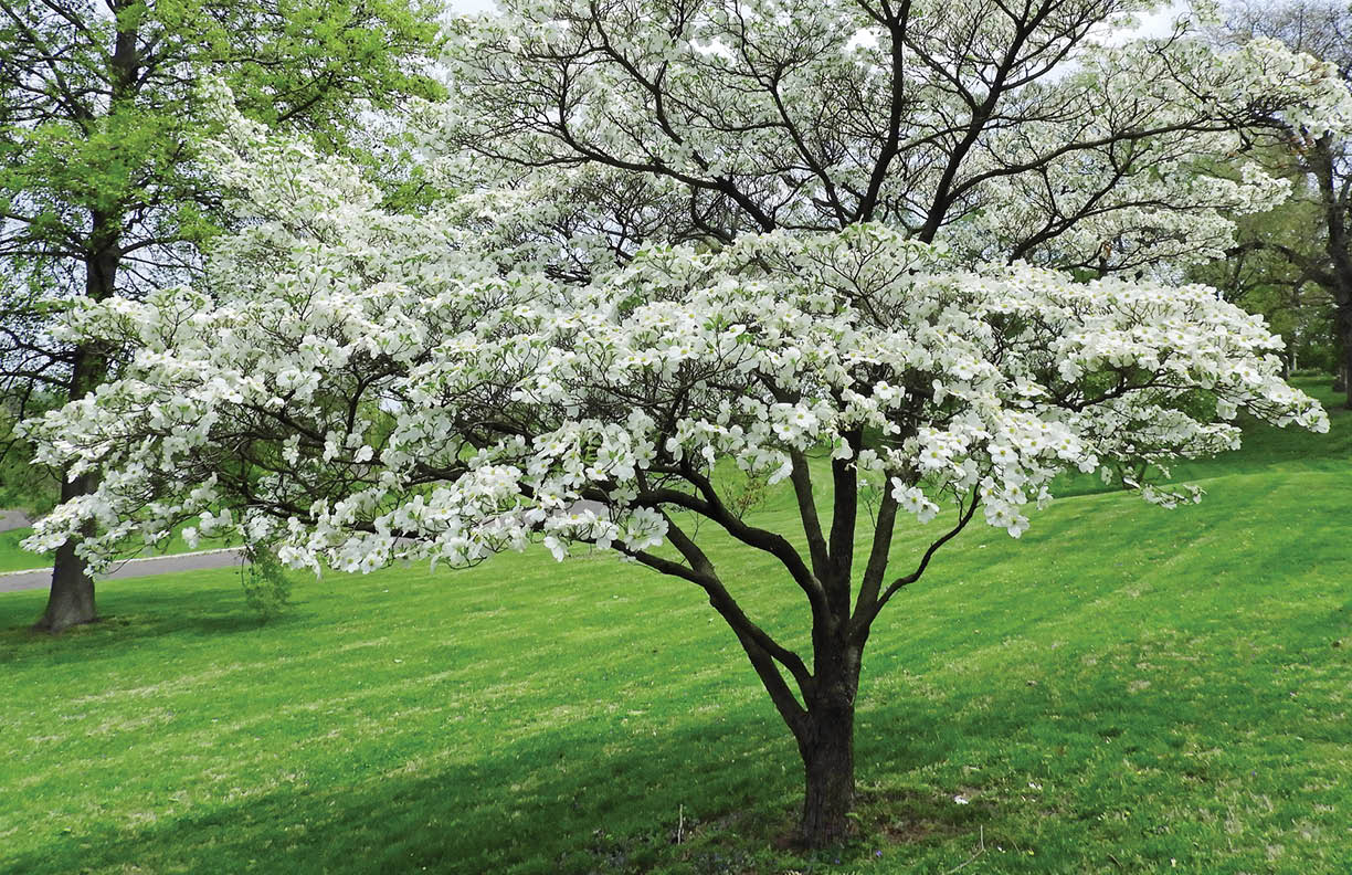 beautiful flowering white dogwood tree  in spring in  the public gardens of  bellefontaine cemetery  in north st. louis, missouri