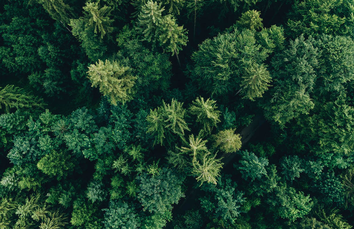 Green forest and nature, Aerial view of trees in forest in Germany
