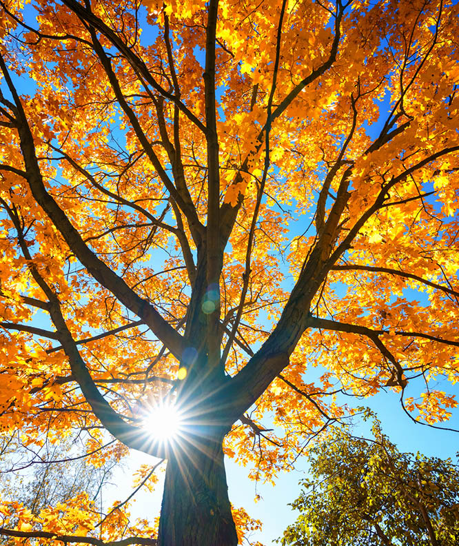 Sunny autumn golden maple tree over blue sky