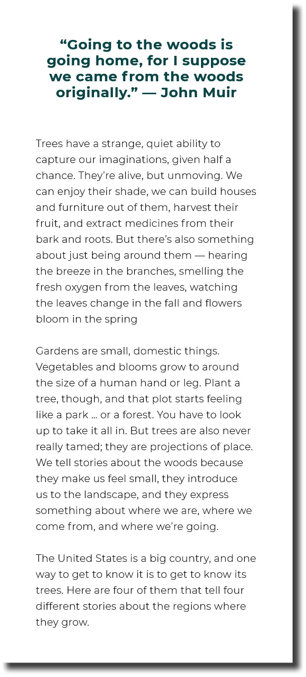 “Going to the woods is going home, for I suppose we came from the woods originally.” — John Muir Trees have a strange...