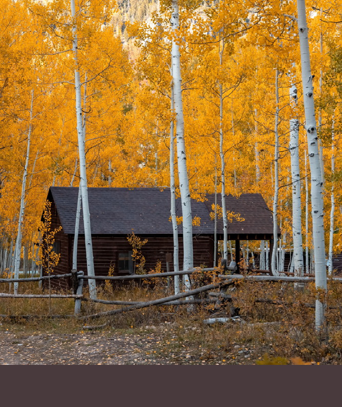 Panoramic view of tall Aspen trees around cabin in the Wasatch Cache National Forest.
