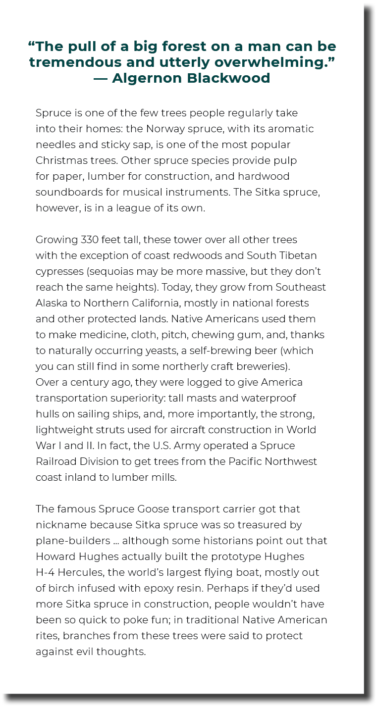 “The pull of a big forest on a man can be tremendous and utterly overwhelming.” — Algernon Blackwood Spruce is one of...