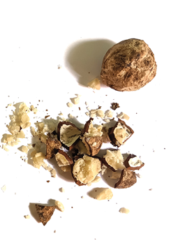 Dried candlenuts that have been ground on a white background