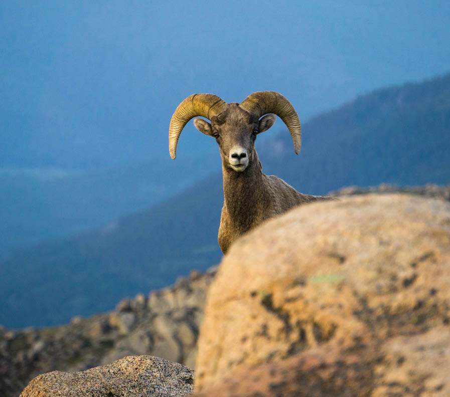 Staring contest with a Rocky Mountain Ram.
