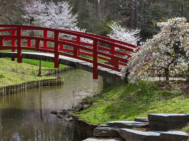 Amazing Japanese garden scene at Duke gardens in Durham, NC. The cherry blossoms are in bloom. 