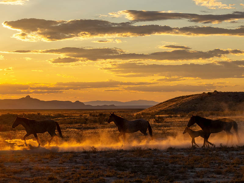 Wild Horses at Sunset in the Utah Desert in Autumn