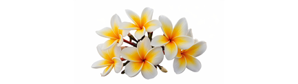 Frangipani flower isolated on transparent png