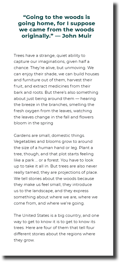 “Going to the woods is going home, for I suppose we came from the woods originally.” — John Muir Trees have a strange...