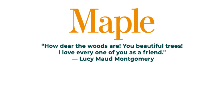 Maple “How dear the woods are! You beautiful trees! I love every one of you as a friend.\“ — Lucy Maud Montgomery 