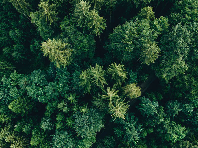 Green forest and nature, Aerial view of trees in forest in Germany