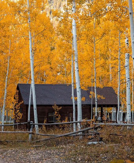 Panoramic view of tall Aspen trees around cabin in the Wasatch Cache National Forest.