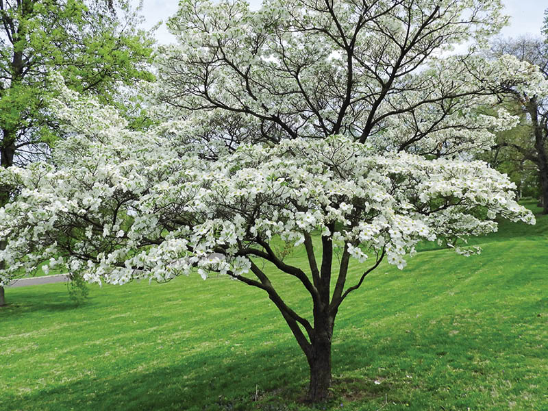 beautiful flowering white dogwood tree  in spring in  the public gardens of  bellefontaine cemetery  in north st. louis, missouri