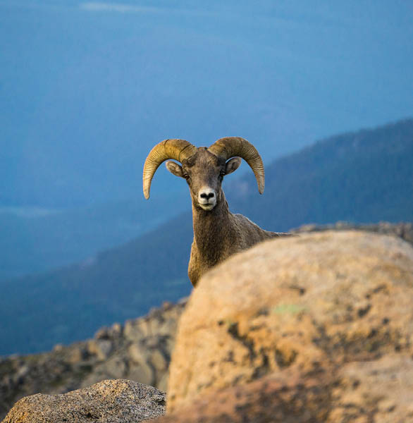 Staring contest with a Rocky Mountain Ram.