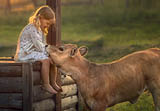 Cute little girl with a funny calf in the country in Russia during the sunset. Image with selective focus and toning