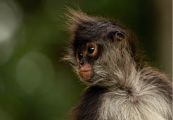 Portrait of cute fluffy Yukatan spider monkey in green jungles looking back.