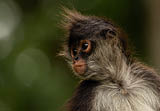 Portrait of cute fluffy Yukatan spider monkey in green jungles looking back.
