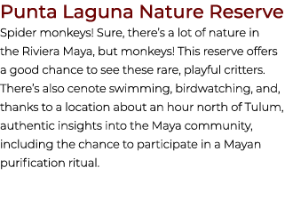 Punta Laguna Nature Reserve Spider monkeys! Sure, there’s a lot of nature in the Riviera Maya, but monkeys! This rese...