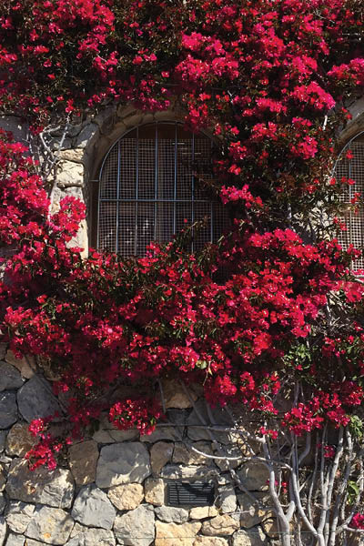 Beautiful red flowers attached to a wall of the house on a Mediterranean island