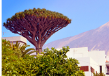 View of Icod de los Vinos with famous millennial Dragon tree and Teide volcano.Tenerife,Canary Islands,Spain