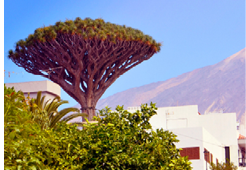 View of Icod de los Vinos with famous millennial Dragon tree and Teide volcano.Tenerife,Canary Islands,Spain