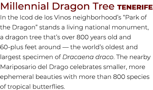 Millennial Dragon Tree Tenerife In the Icod de los Vinos neighborhood’s “Park of the Dragon” stands a living national...