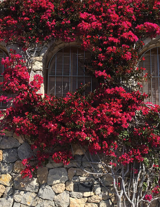 Beautiful red flowers attached to a wall of the house on a Mediterranean island