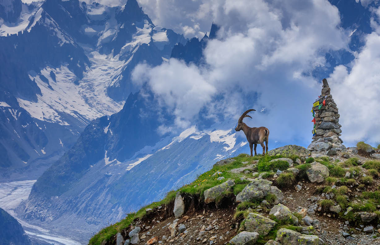 Alpine ibex (Capra ibex). In background Glacier Mer de Glace. Mont Blanc, France