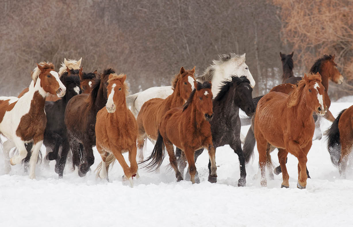 Rodeo horses running during winter roundup, Kalispell, Montana.