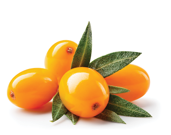 Buckthorn isolated. Sea buckthorn with leaves on white background. Buckthorn berries with clipping path. Full depth of field. Perfect retouched image. 