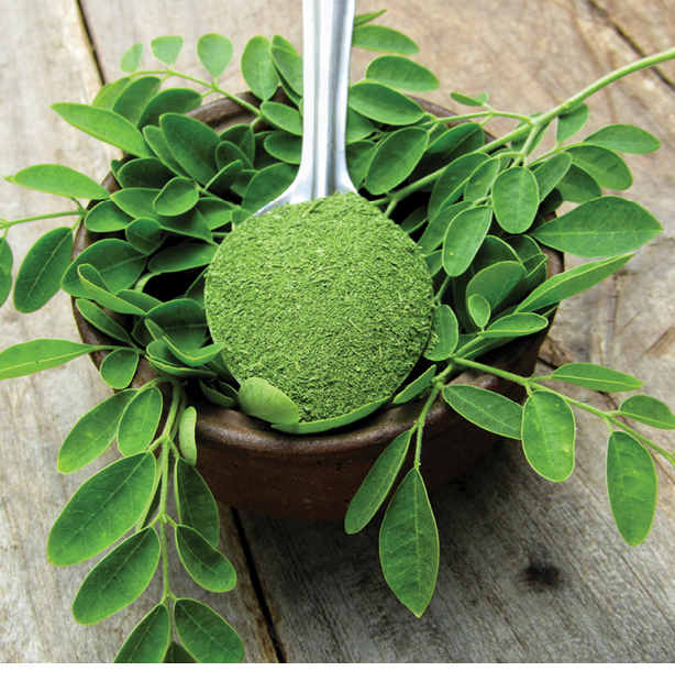 Moringa oleifera leaves with powder in a bowl