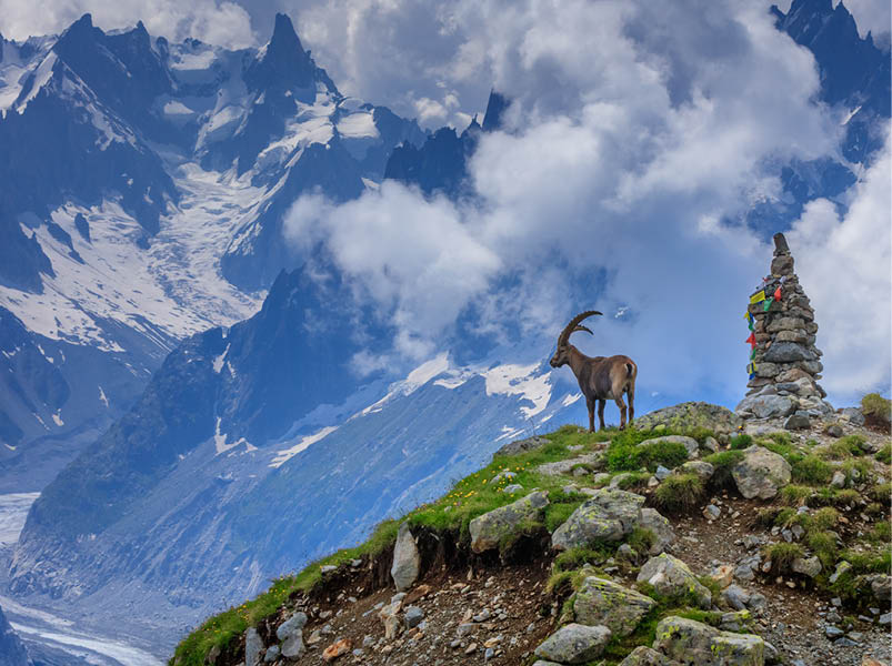 Alpine ibex (Capra ibex). In background Glacier Mer de Glace. Mont Blanc, France