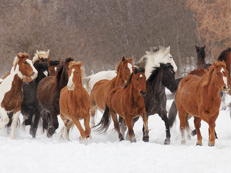 Rodeo horses running during winter roundup, Kalispell, Montana.