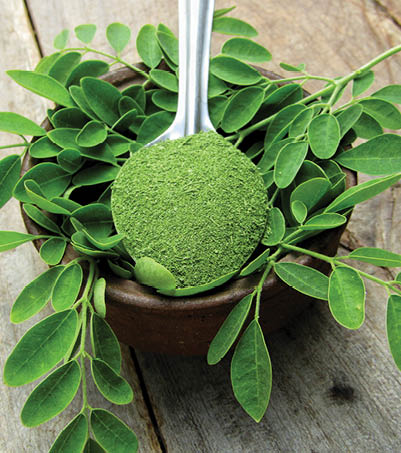 Moringa oleifera leaves with powder in a bowl