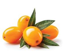 Buckthorn isolated. Sea buckthorn with leaves on white background. Buckthorn berries with clipping path. Full depth of field. Perfect retouched image. 