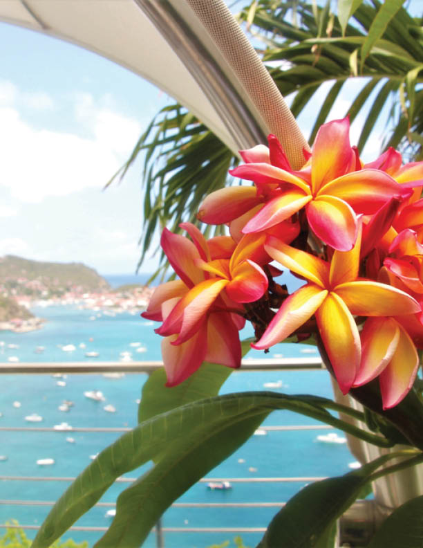 tropical flowers at St Barth