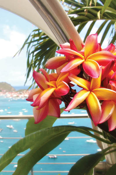tropical flowers at St Barth