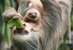 Two fingered sloth with baby in Costa Rica - Zweifinger Faultier mit Baby in Costa Rica 