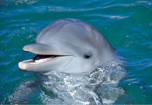A beautiful, friendly, and playful, wild bottlenose dolphin, swimming beside the boat on the surface of the Caribbean sea off the coast of the Riviera Maya, Mexico. 