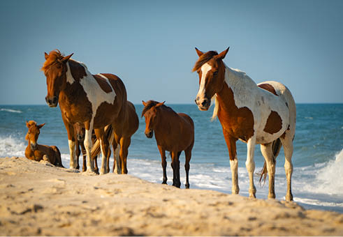 Assateague Island Wild Horses on Beach