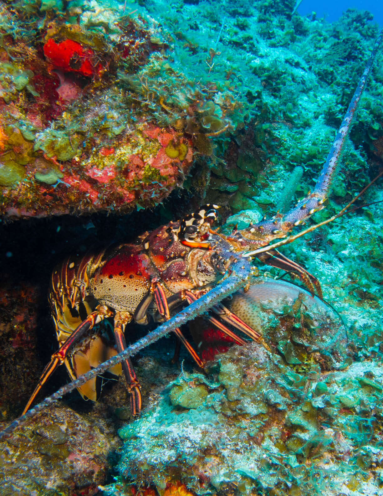 Spiny lobster from the caribbean reefs