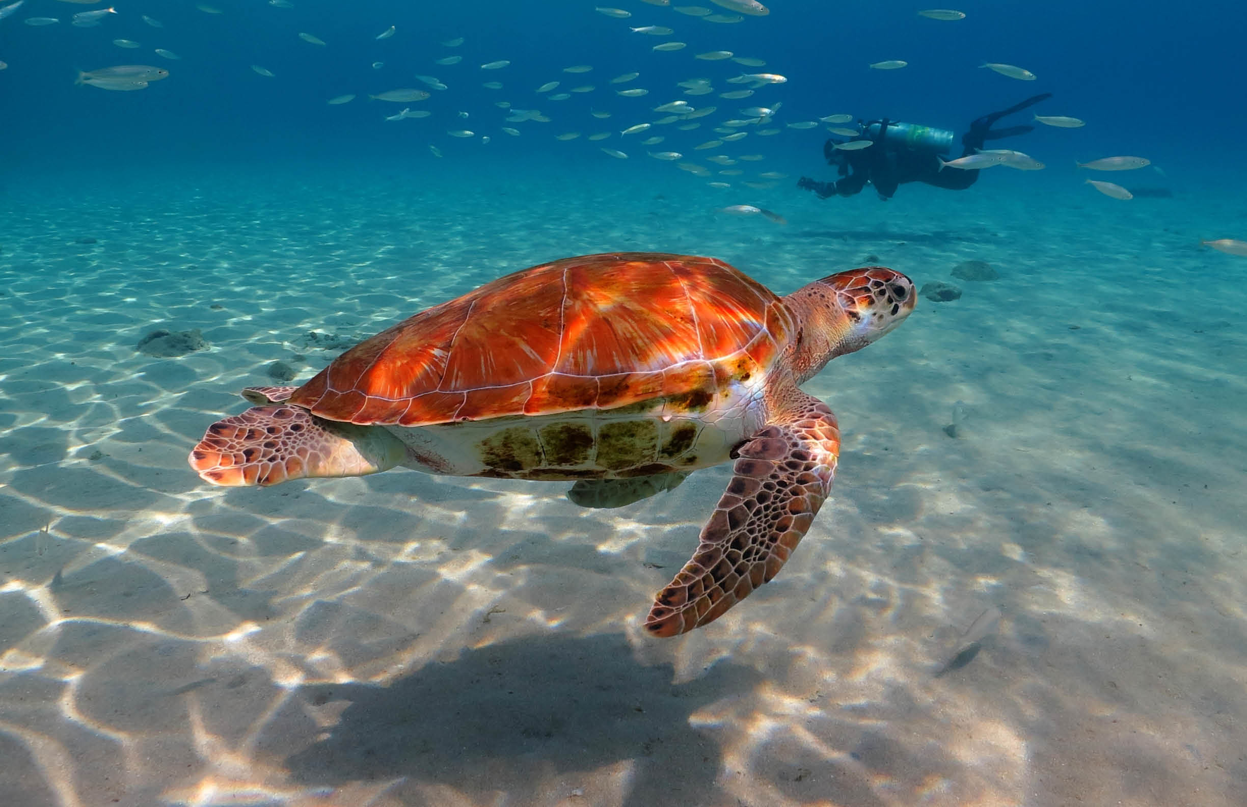 Swimming green sea turtle a and scuba diver photographer in the background. Tropical shallow sea with fish and turtle. Marine life and scuba diver, underwater photography.