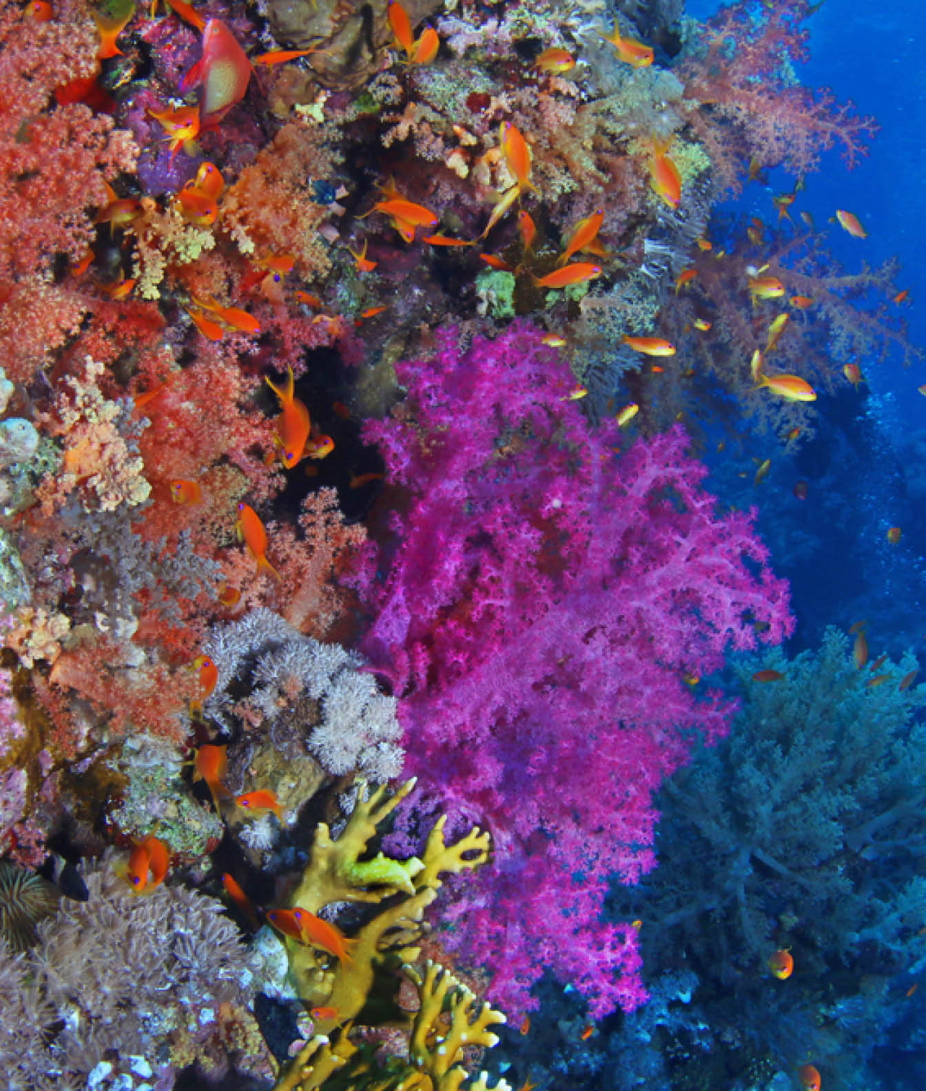 Scuba diver watching beautiful colorful coral reef with red and purple soft corals and fish