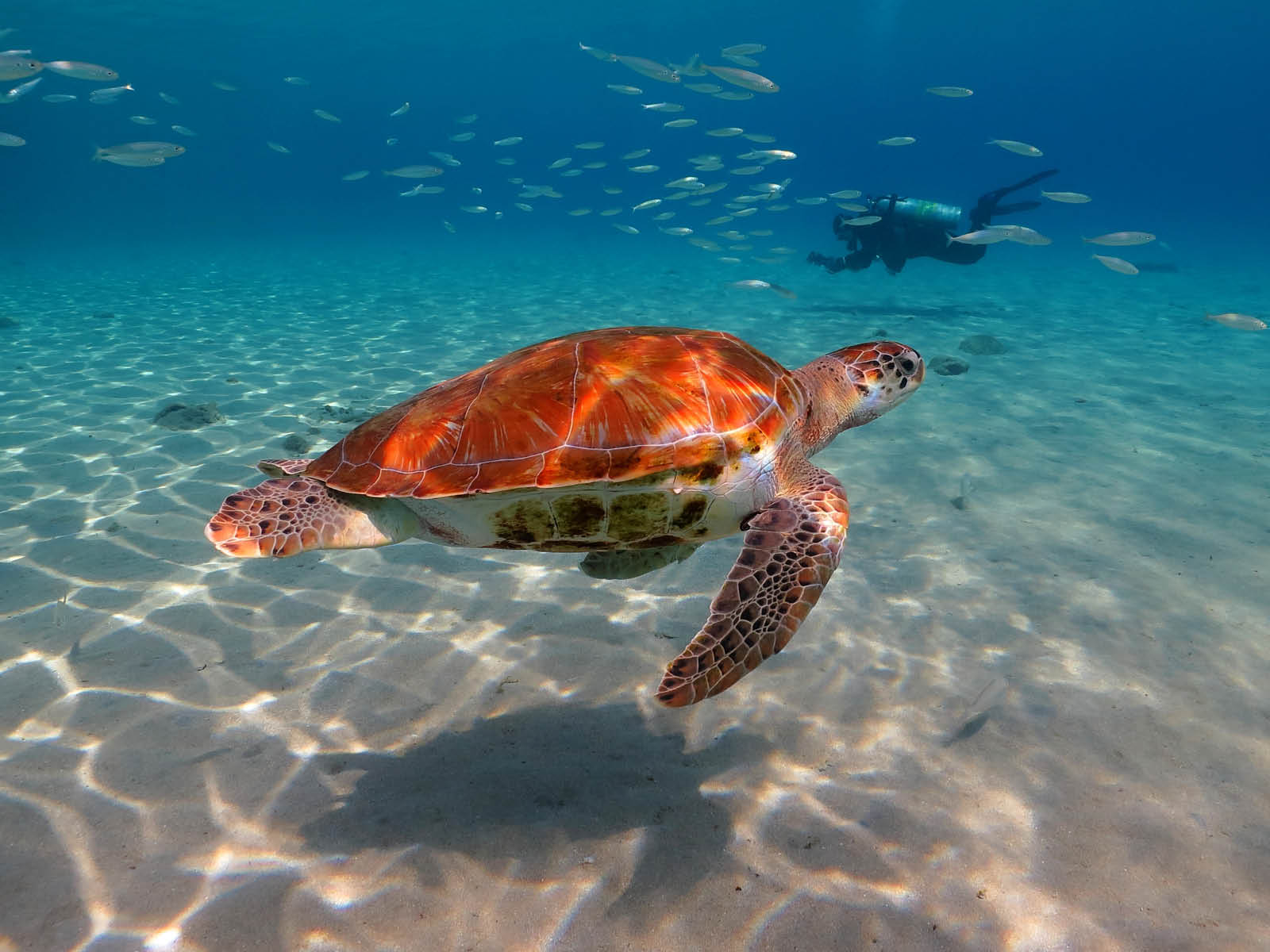 Swimming green sea turtle a and scuba diver photographer in the background. Tropical shallow sea with fish and turtle. Marine life and scuba diver, underwater photography.