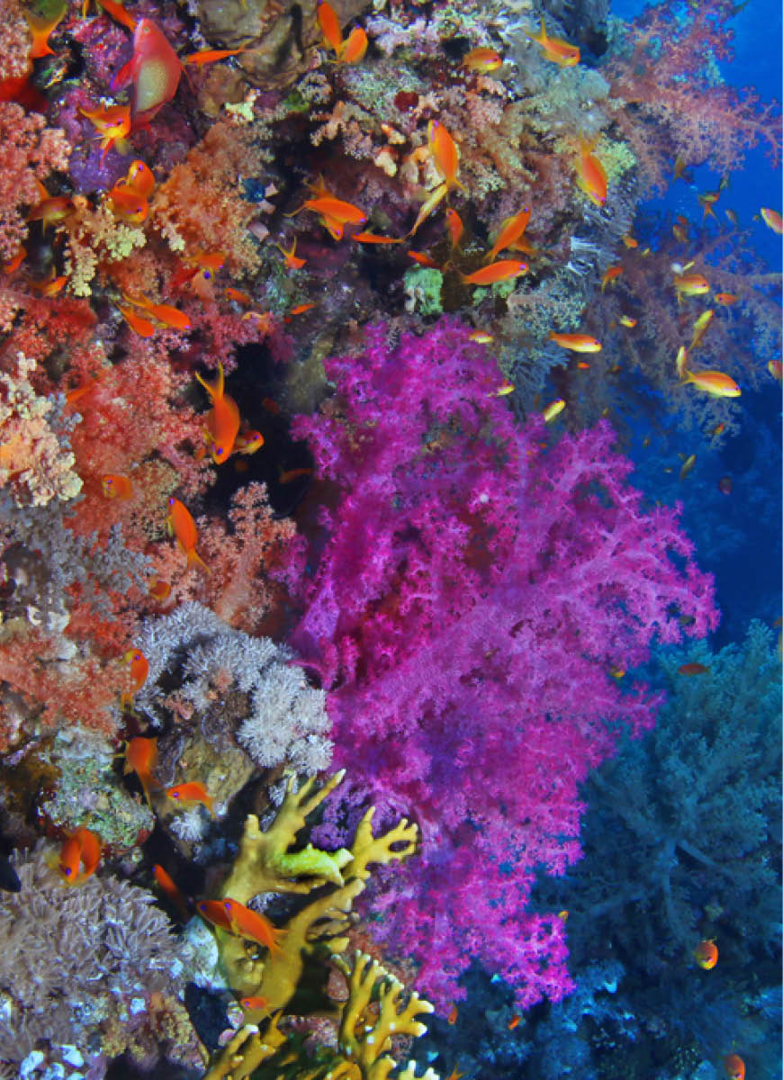 Scuba diver watching beautiful colorful coral reef with red and purple soft corals and fish