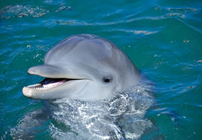A beautiful, friendly, and playful, wild bottlenose dolphin, swimming beside the boat on the surface of the Caribbean sea off the coast of the Riviera Maya, Mexico. 