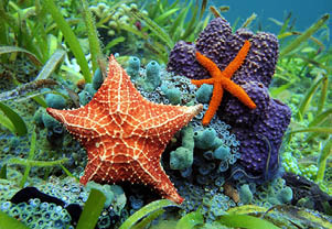 Starfishes underwater with a common comet star and a cushion sea star over colorful marine life, Caribbean sea