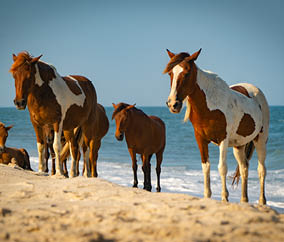 Assateague Island Wild Horses on Beach